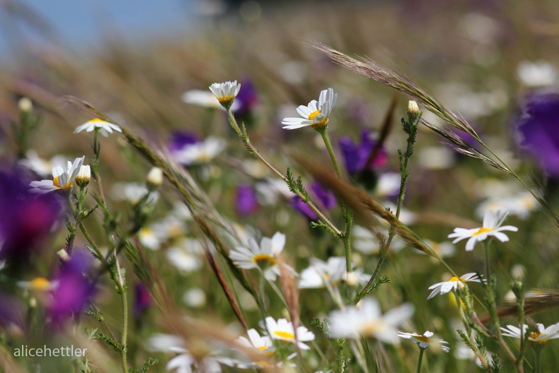 Margeriten-Wiese  I